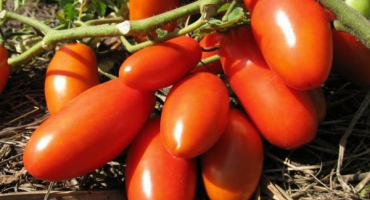 Popis vítěze odrůdy rajčat a jeho charakteristik